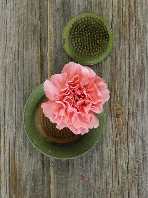 POMAROSA  PINK CARNATION